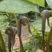 Image of Arisaema franchetianum  Engl..