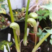 Image of Arisaema galeatum  N.E. Brown.