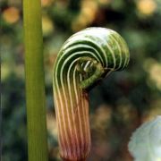 Image of Arisaema galeatum  N.E. Brown.