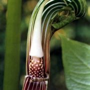 Image of Arisaema galeatum  N.E. Brown.