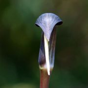 Image of Arisaema ghaticum  Punekar & Kumaran.