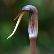 Image of Arisaema ghaticum  Punekar & Kumaran.