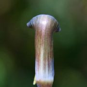 Image of Arisaema ghaticum  Punekar & Kumaran.