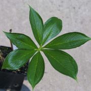 Image of Arisaema ghaticum  Punekar & Kumaran.