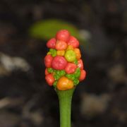 Image of Arisaema ghaticum  Punekar & Kumaran.