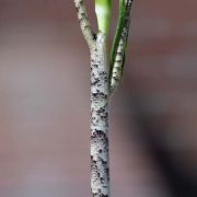 Image of Arisaema grapsospadix  Hayata.