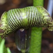 Image of Arisaema griffithii  Schott.