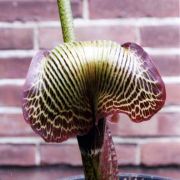 Image of Arisaema griffithii  Schott.