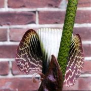 Image of Arisaema griffithii  Schott.