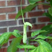 Image of Arisaema heterophyllum  Blume.