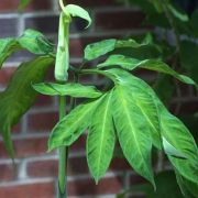 Image of Arisaema heterophyllum  Blume.