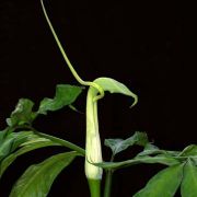 Image of Arisaema heterophyllum  Blume.