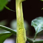 Image of Arisaema heterophyllum  Blume.