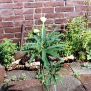 Image of Arisaema heterophyllum  Blume.