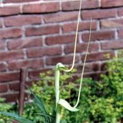 Image of Arisaema heterophyllum  Blume.