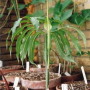 Image of Arisaema heterophyllum  Blume.