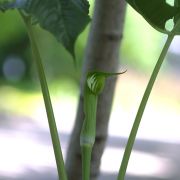 Image of Arisaema jinshajiangense  H. Li.