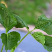 Image of Arisaema jinshajiangense  H. Li.