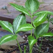 Image of Arisaema jinshajiangense  H. Li.