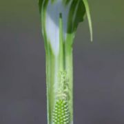 Image of Arisaema jinshajiangense  H. Li.