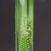 Image of Arisaema jinshajiangense  H. Li.