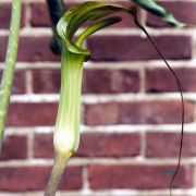 Image of Arisaema kerrii  Craib.