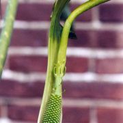 Image of Arisaema kerrii  Craib.