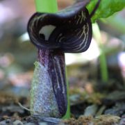 Image of Arisaema kiushianum  Makino.