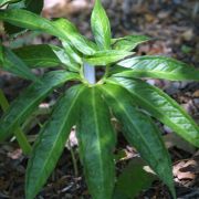 Image of Arisaema kiushianum  Makino.