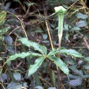 Image of Arisaema leschenaultii  Bl..