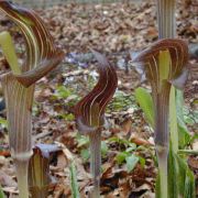 Image of Arisaema limbatum  (Nakai & F. Maek.) Serizawa.