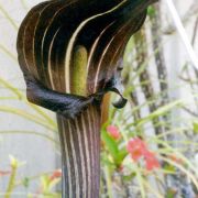 Image of Arisaema limbatum  (Nakai & F. Maek.) Serizawa.