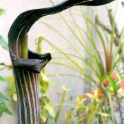 Image of Arisaema limbatum  (Nakai & F. Maek.) Serizawa.