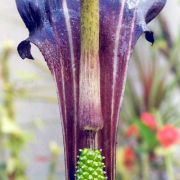 Image of Arisaema limbatum  (Nakai & F. Maek.) Serizawa.