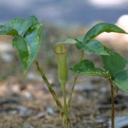 Image of Arisaema lobatum  Engl..