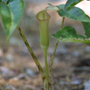 Image of Arisaema lobatum  Engl..