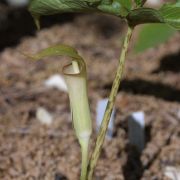 Image of Arisaema lobatum  Engl..