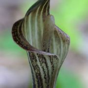 Image of Arisaema lobatum  Engl..