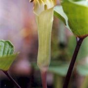 Image of Arisaema lobatum  Engl..