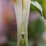 Image of Arisaema lobatum  Engl..