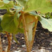 Image of Arisaema lobatum  Engl..