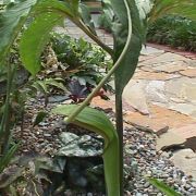 Image of Arisaema macrospathum  Benth..