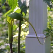 Image of Arisaema macrospathum  Benth..