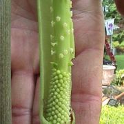 Image of Arisaema macrospathum  Benth..