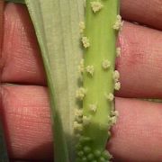 Image of Arisaema macrospathum  Benth..