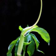 Image of Arisaema macrospathum  Benth..