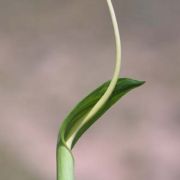 Image of Arisaema macrospathum  Benth..