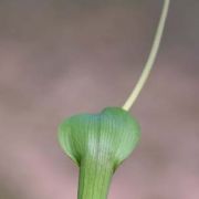 Image of Arisaema macrospathum  Benth..