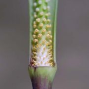 Image of Arisaema macrospathum  Benth..