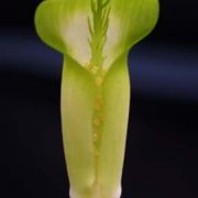 Image of Arisaema maxwellii  Hett. & G. Gusman.